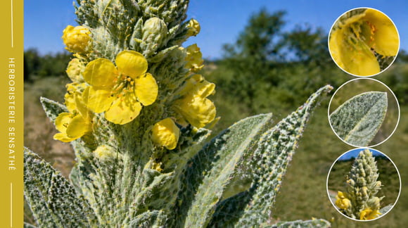 Feuilles duveteuses et fleurs jaunes du bouillon blanc, détails botaniques de Verbascum thapsus - Herboristerie Sensathé Feuilles duveteuses et fleurs jaunes du bouillon blanc, détails botaniques de Verbascum thapsus - Herboristerie Sensathé